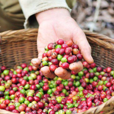 咖啡树提供的不仅仅是咖啡豆。咖啡粉