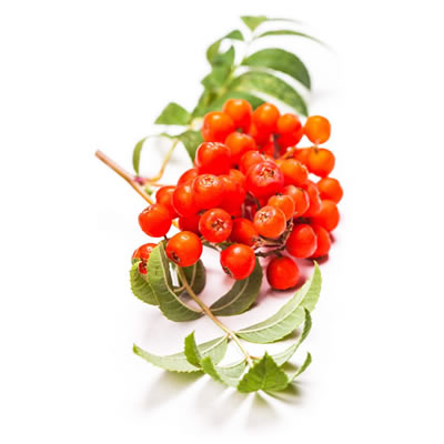 山梨酸是一种食品防腐剂，起源于花楸树浆果。