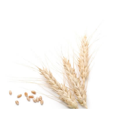 在烘焙工业中，小麦主要以面粉的形式被利用。