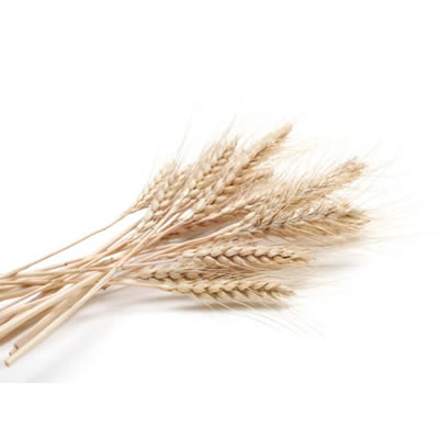 白色全麦面粉比传统全麦面粉颜色更白，味道更温和。