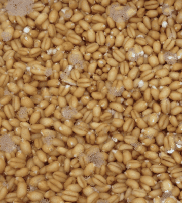 小麦浸泡孢子面包