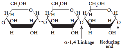 淀粉由D-葡萄糖的线性和支链聚合物组成。
