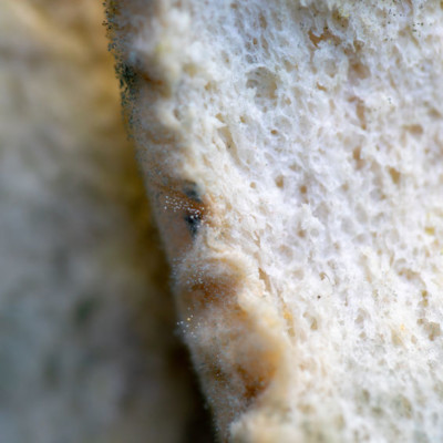 面包是模具生长的常见培养基。