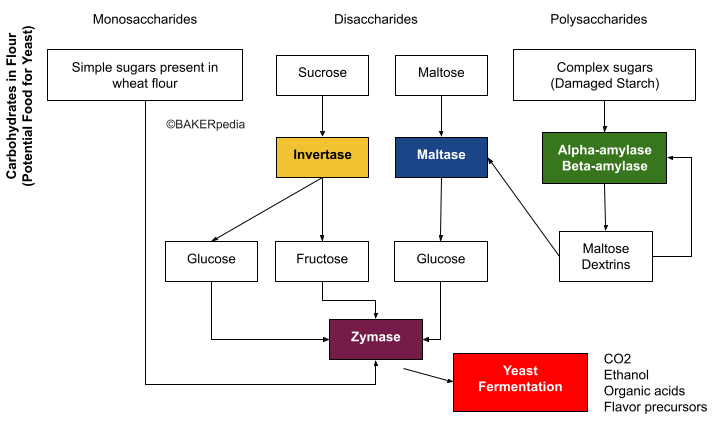 显示丙醇酶在发酵糖中的关键作用的图。