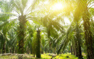 棕榈油来自棕榈树农场。