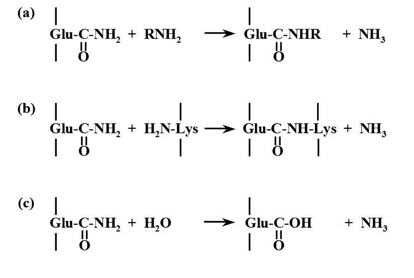 图1 -谷氨酰胺转移酶的作用模式。a)酰基转移，b)蛋白质或肽中谷氨酰胺和赖氨酸残基的交联，c)脱酰胺化。