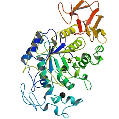 酶唾液淀粉酶的3D结构。