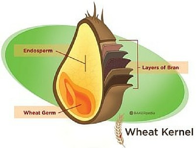 小麦内核的横截面图