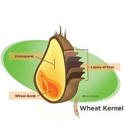小麦籽粒的横切图