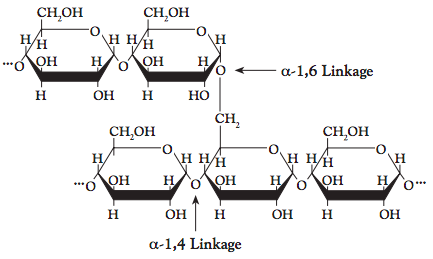 淀粉由D-葡萄糖的线性和分支聚合物组成。
